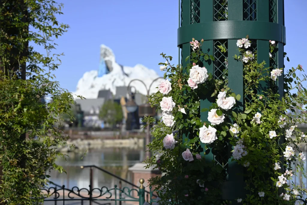 rosas en disney con el arendelle al fondo